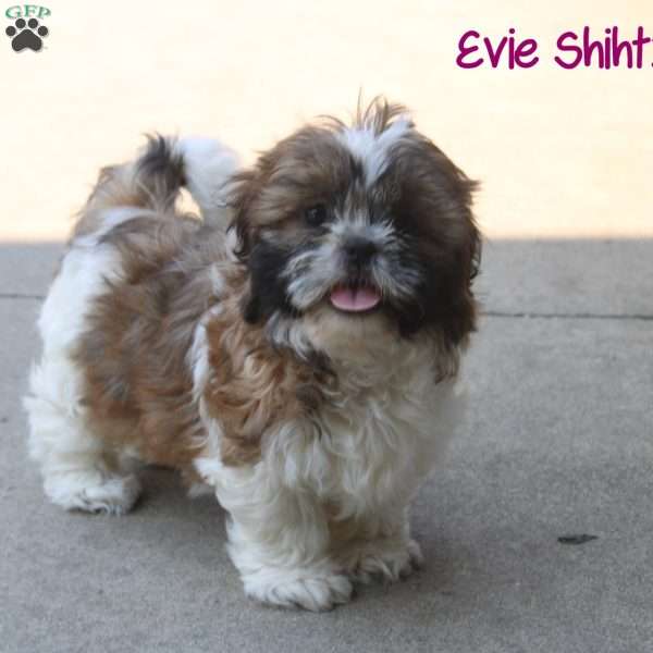 Evie, Shih Tzu Puppy